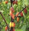 cacao_tree_two