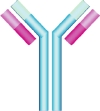 antibody