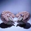 splitbrain