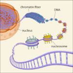 chromatin