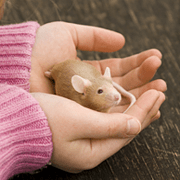 iStock_MouseHandFeatured